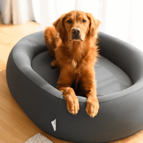 Why a Nest Dog Bed Is the Ultimate Comfort Choice for Your Furry Companion