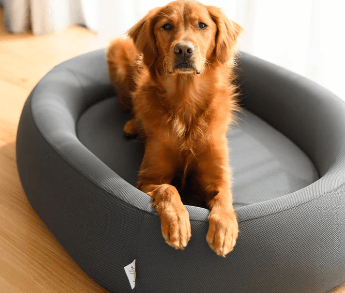 Why a Nest Dog Bed Is the Ultimate Comfort Choice for Your Furry Companion