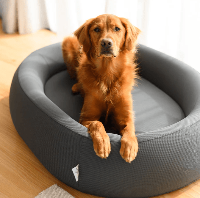Why a Nest Dog Bed Is the Ultimate Comfort Choice for Your Furry Companion