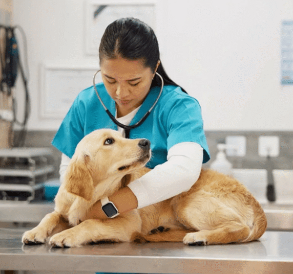 Acute Canine Pancreatitis: Injectable Treatment Solutions with Fuzapladib Sodium