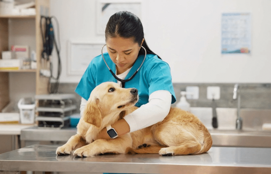 Acute Canine Pancreatitis: Injectable Treatment Solutions with Fuzapladib Sodium