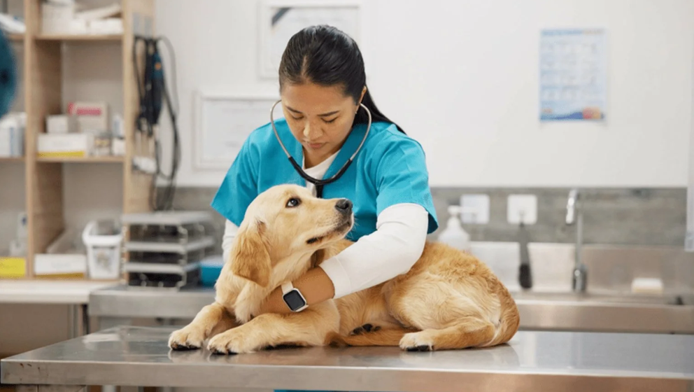 Acute Canine Pancreatitis: Injectable Treatment Solutions with Fuzapladib Sodium